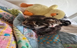 Mixed Breed cats for sale: Kittens boys mixed breed fluffy  - Image 18