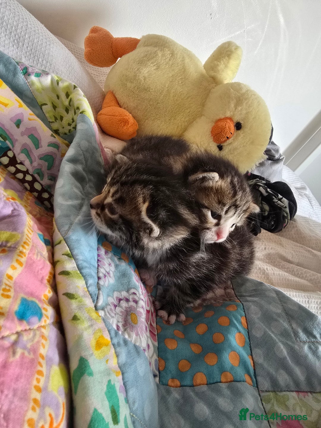 Mixed Breed cats for sale: Kittens boys mixed breed fluffy  - Image 18