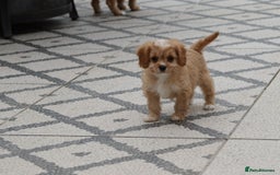 Cavapoo dogs for sale: F1 Cavapoo puppies for sale - Image 26