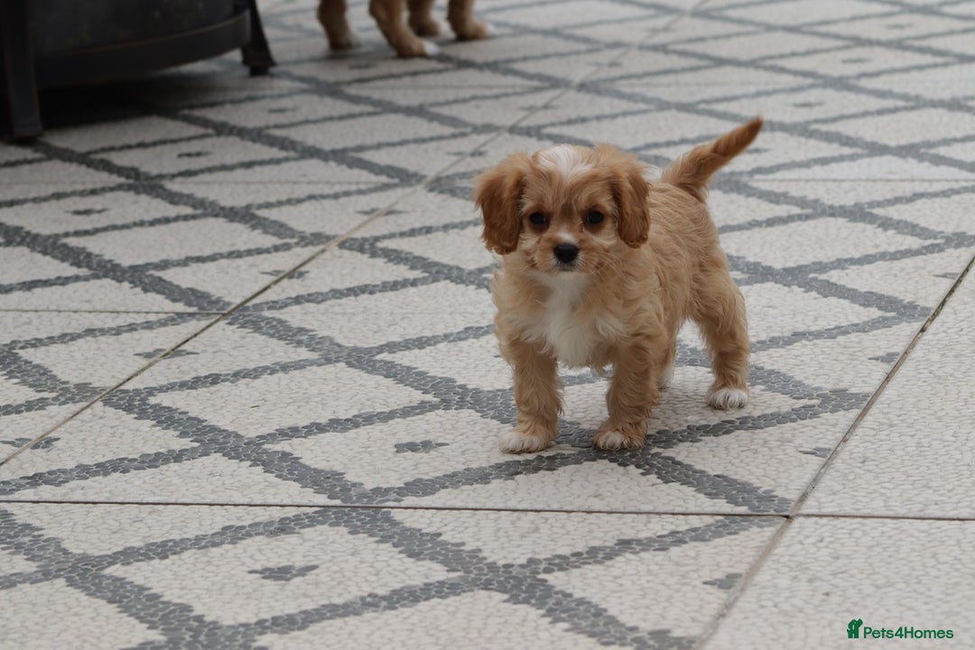 Cavapoo dogs for sale: F1 Cavapoo puppies for sale - Image 26