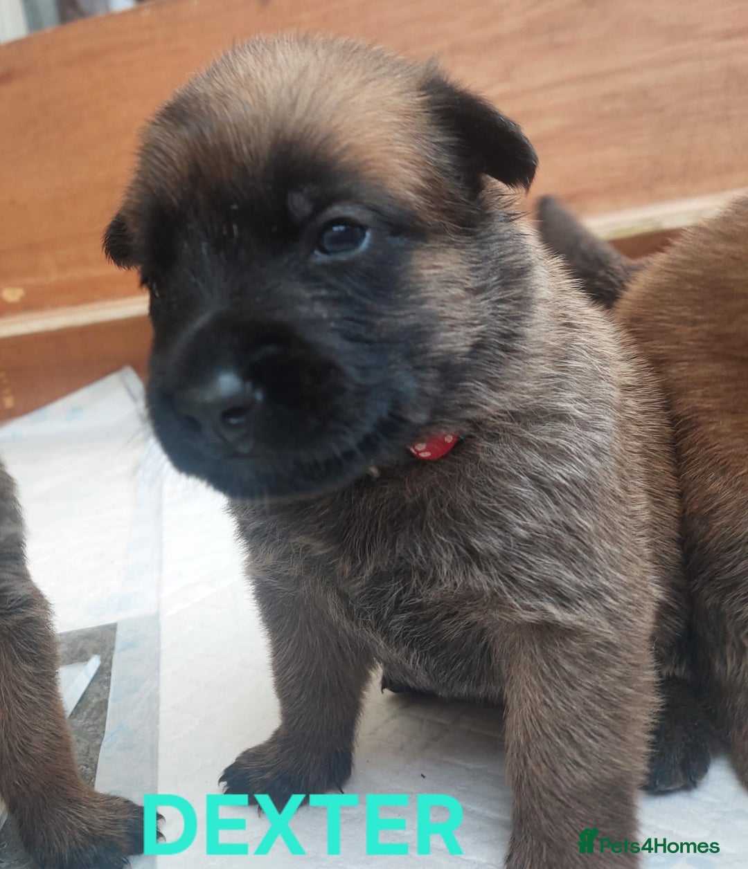 Belgian Shepherd Dog dogs for sale: PuppiesDWKC registered Working Line,Tested Parents - Image 4