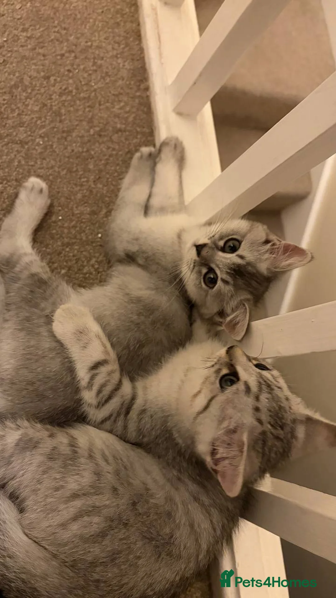 British Shorthair cats for sale: Beautiful Silver British Shorthair Cross Kittens - Advert 9