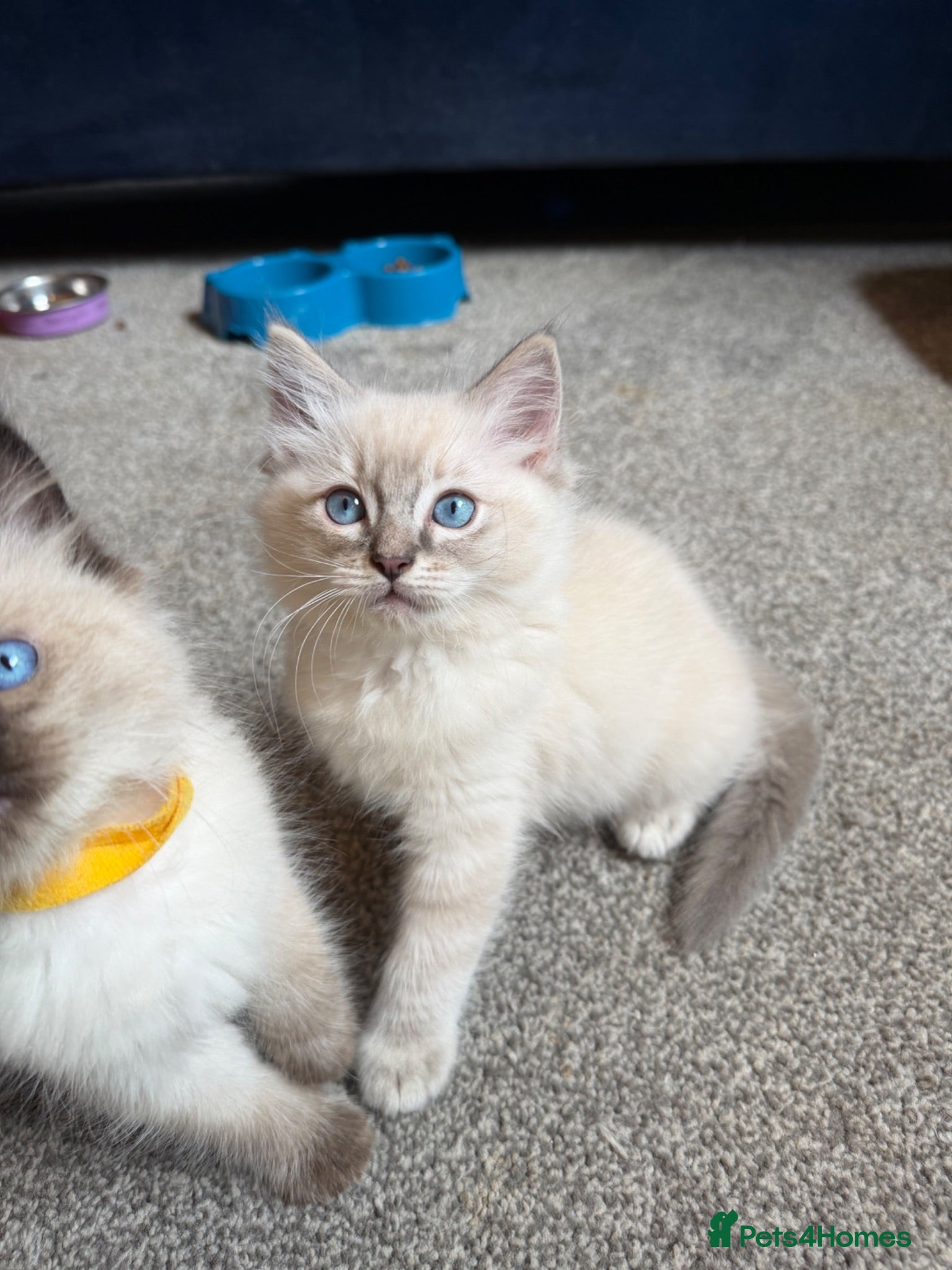 Ragdoll cats Stunning ragdoll kittens vet checked & Ready now - Advert 2