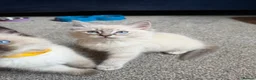 Ragdoll cats for sale: 3 gorgeous blue point male ragdolls. Ready now.  - Advert 2