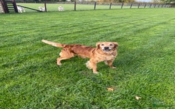 Golden Retriever dogs for sale: KC REG girl via POLICE trained dog behaviourist  - Image 1