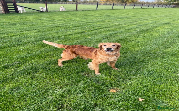 Golden Retriever dogs - Advert 1