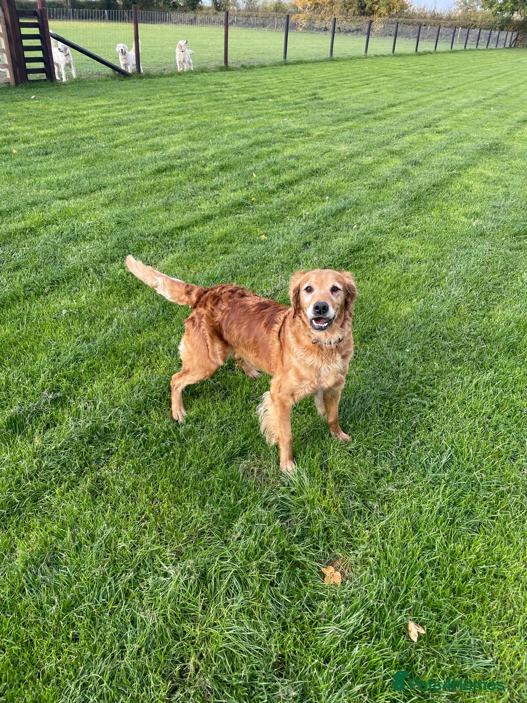 Golden Retriever dogs for sale: KC REG girl via POLICE trained dog behaviourist  - Image 1