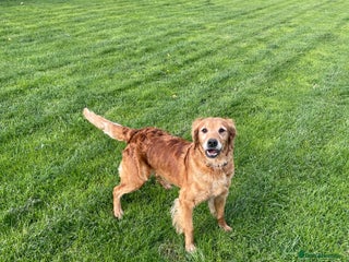 Golden Retriever dogs - Advert 1