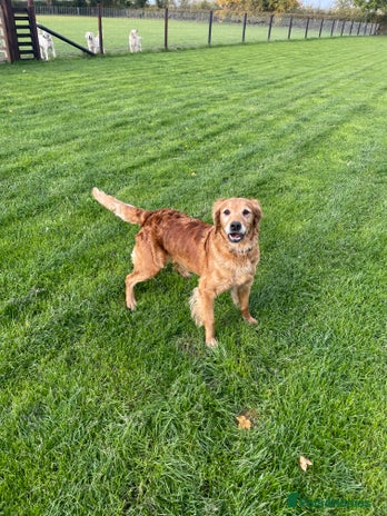 Golden Retriever dogs - Advert 1