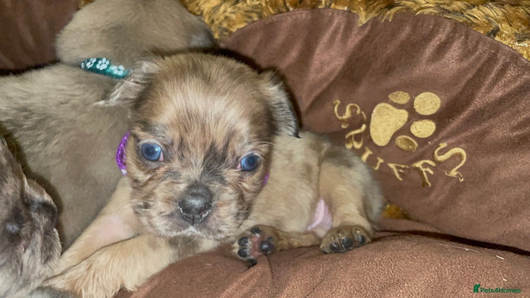 French Bulldog dogs for sale: 8 perfect fluffy visual French bulldogs dwkc reg - Advert 11