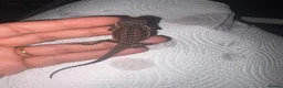Bearded Dragon reptiles for sale: 100% red monster bearded dragon babies🐉 - Advert 18