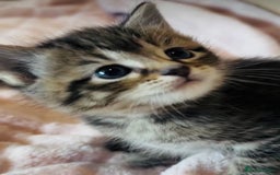 Mixed Breed cats for sale: Absolutely gorgeous litter of Bengal x kittens  - Image 5