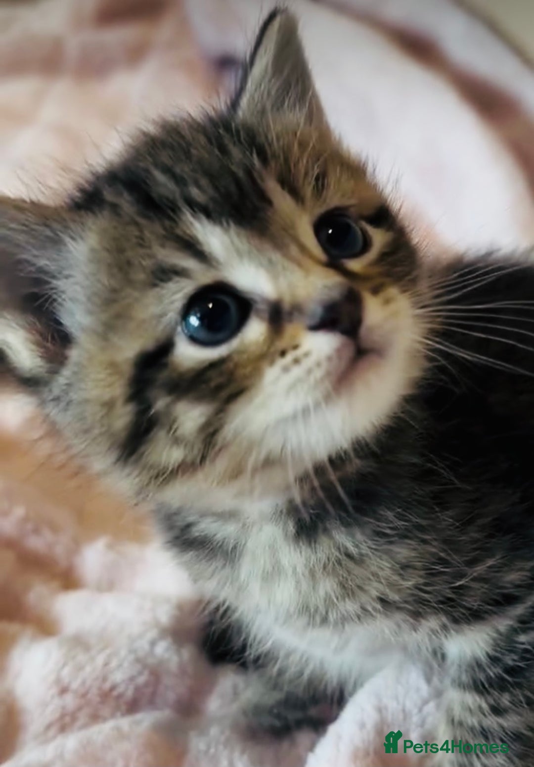 Mixed Breed cats for sale: Absolutely gorgeous litter of Bengal x kittens  - Image 5