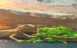 Bearded Dragon reptiles for sale: Bearded Dragon for Sale - Image 5