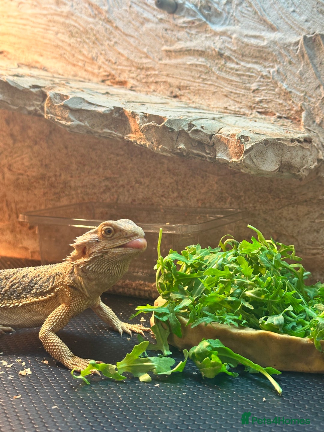 Bearded Dragon reptiles for sale: Bearded Dragon for Sale - Image 5
