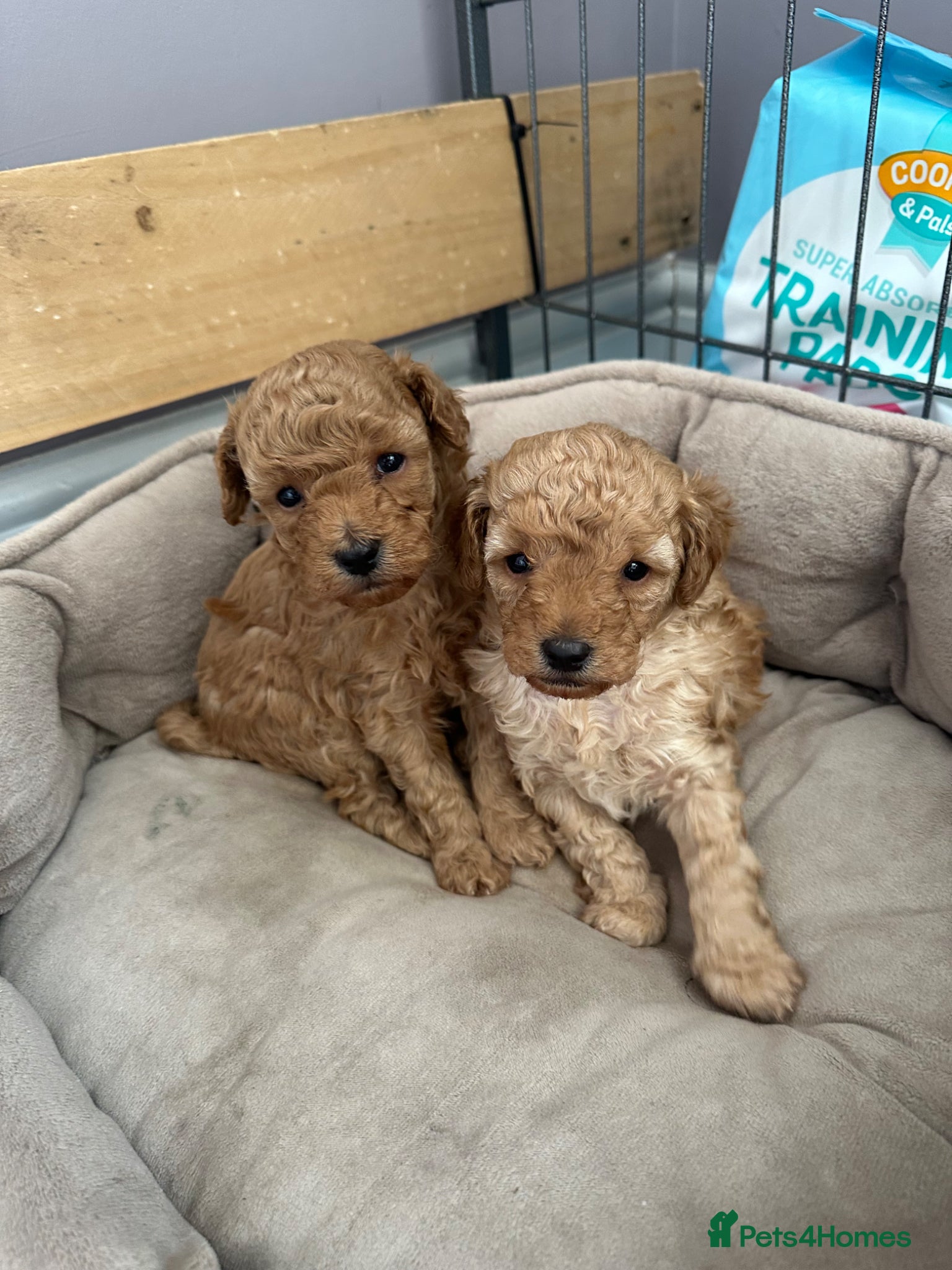 Toy Poodle dogs Gorgeous, healthy toy poodles  - Advert 2