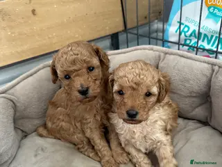 Toy Poodle dogs Gorgeous, healthy toy poodles - Advert 2