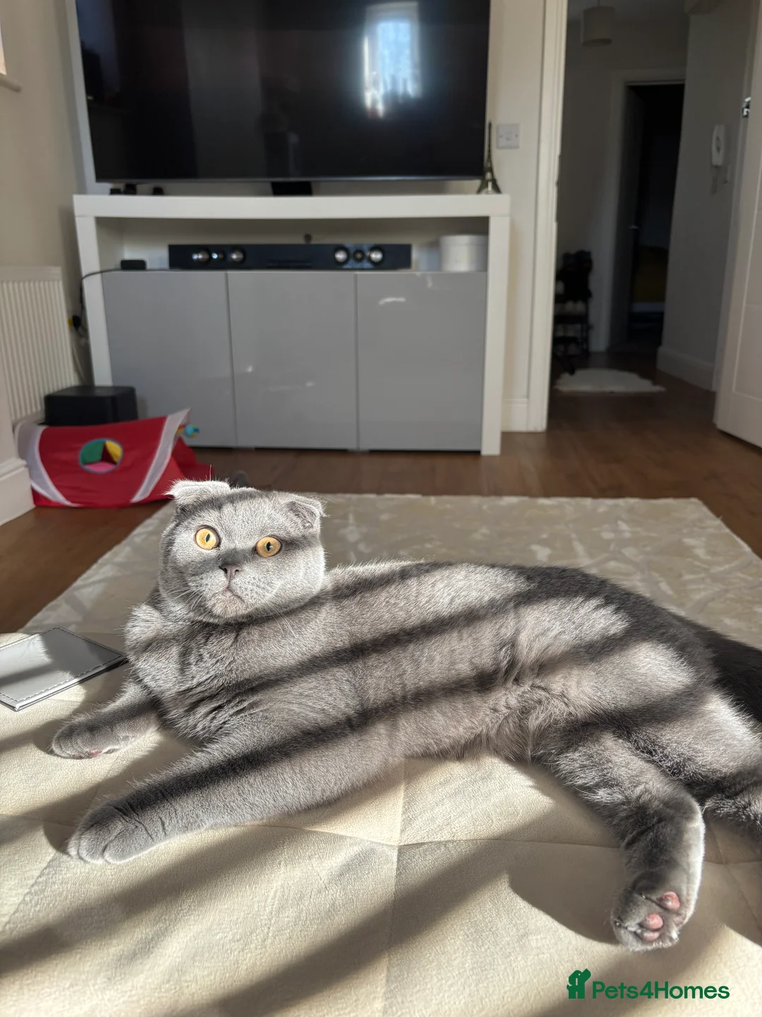 Scottish Fold cats for stud: Scottish fold champion available for stud - Advert 11