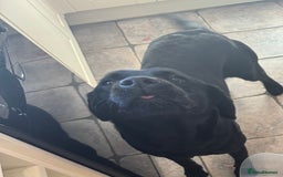 Labrador Retriever dogs for sale: KC Registered Health Tested Working Labs - Image 24