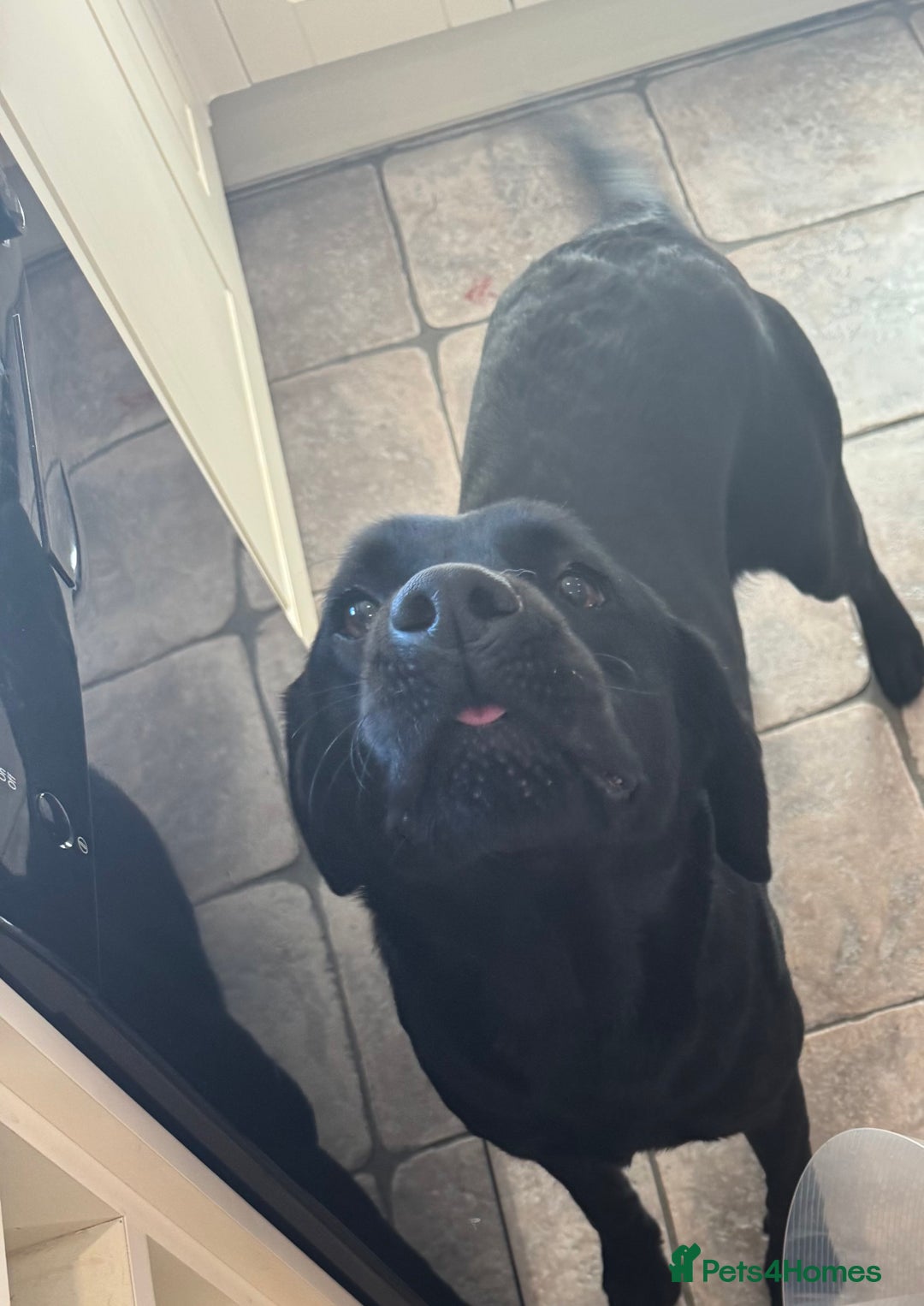 Labrador Retriever dogs for sale: KC Registered Health Tested Working Labs - Image 24