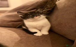 British Shorthair cats for sale: Half British shorthair kittens - Image 1