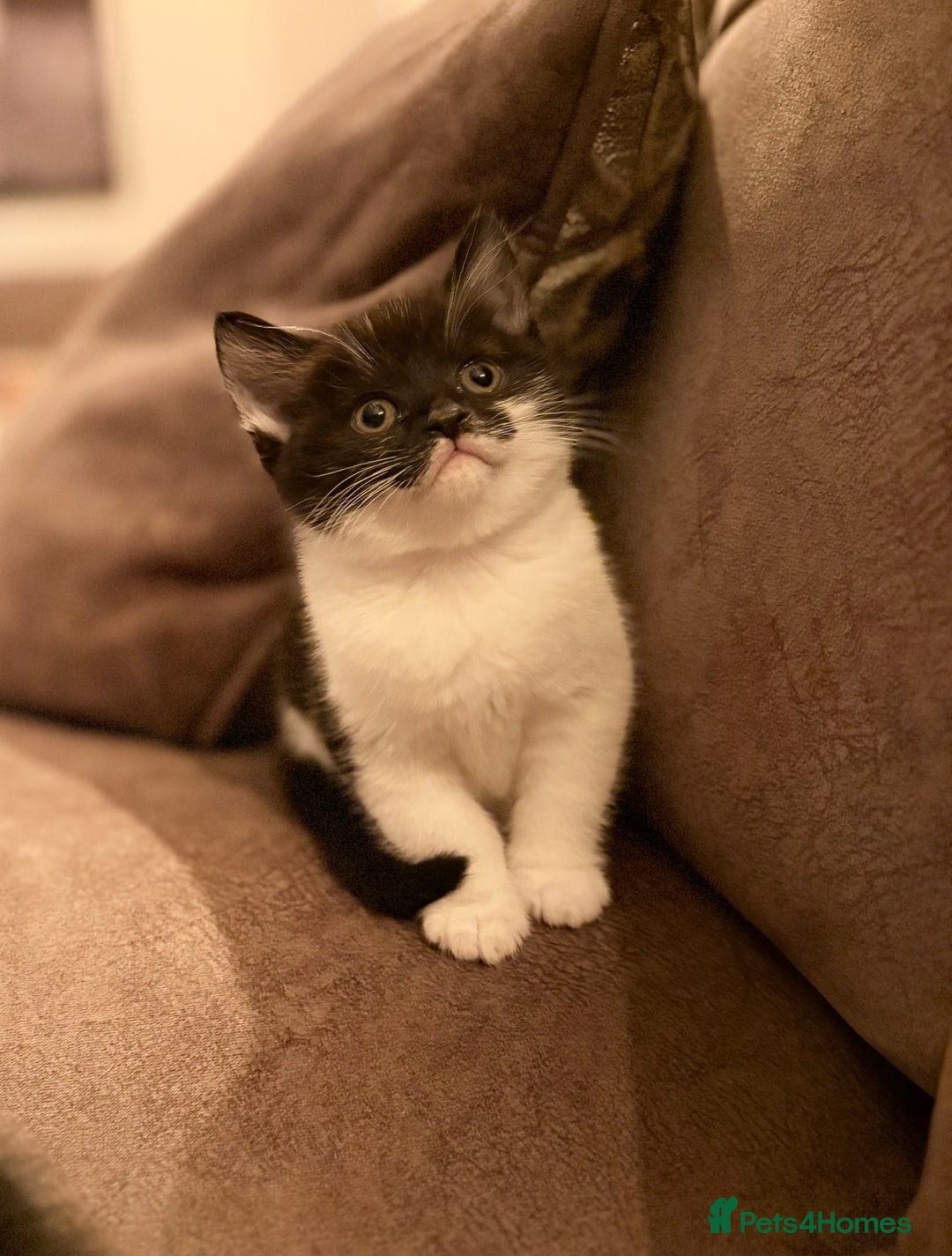 British Shorthair cats for sale: Half British shorthair kittens - Image 1