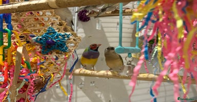 Finches birds - Advert 8