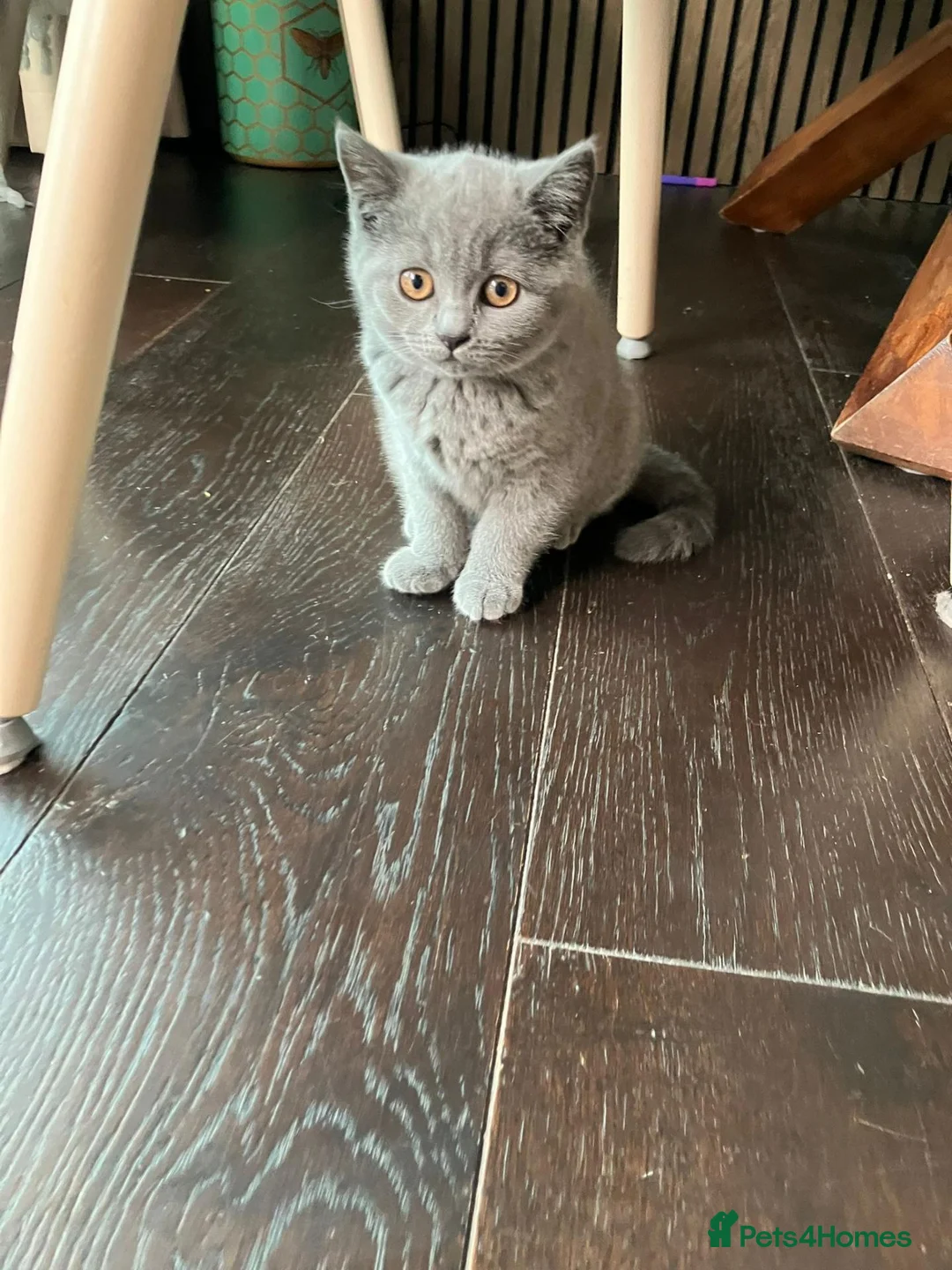 British Shorthair cats for sale: 3x Males British Shorthair Kittens - Advert 1