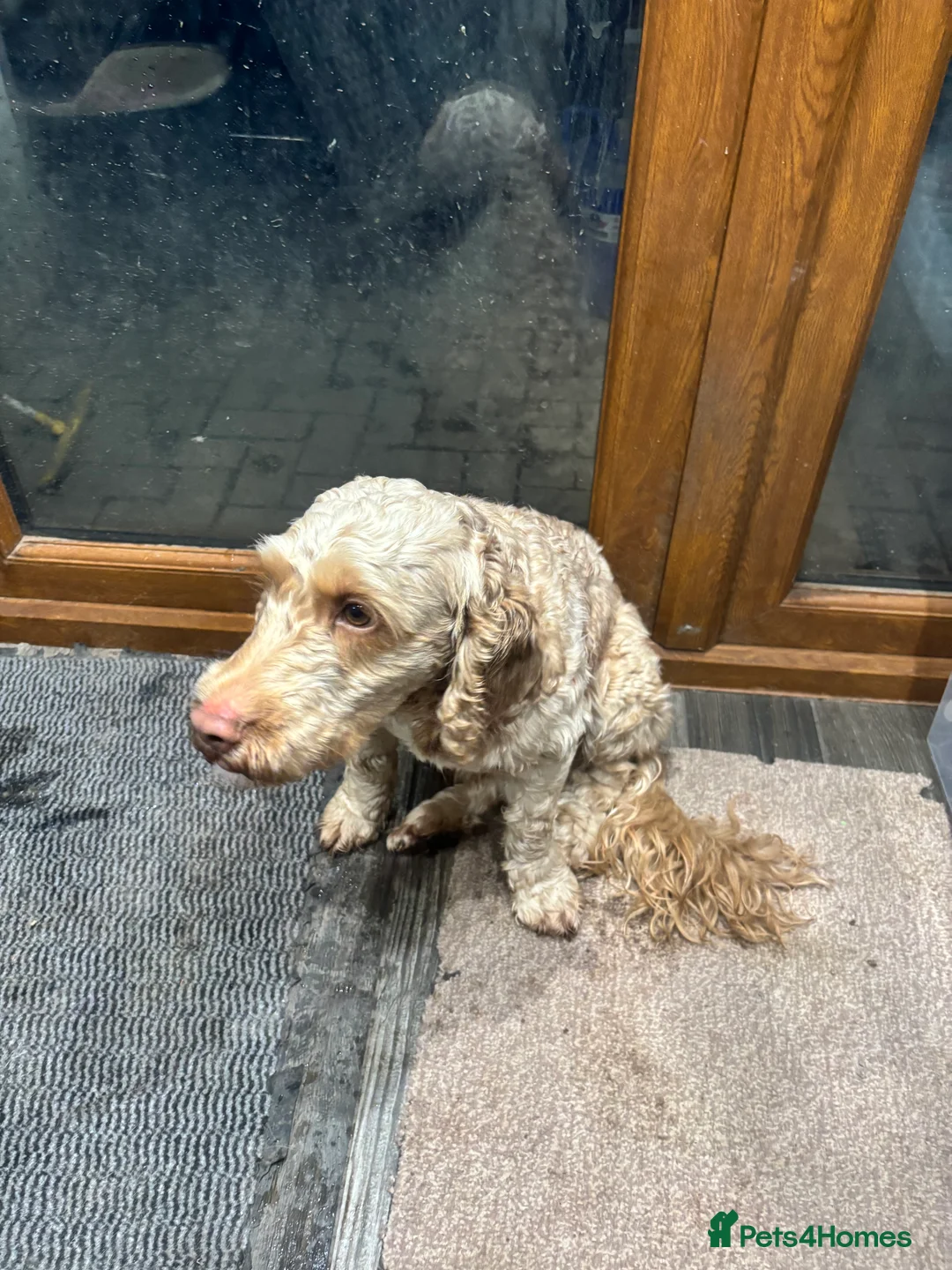 Cockapoo dogs for sale: Male cockapoo in Nuneaton - Advert 5