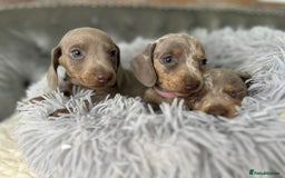 Miniature Dachshund dogs for sale: Miniature Dachshund Puppies ONE LEFT - Image 23