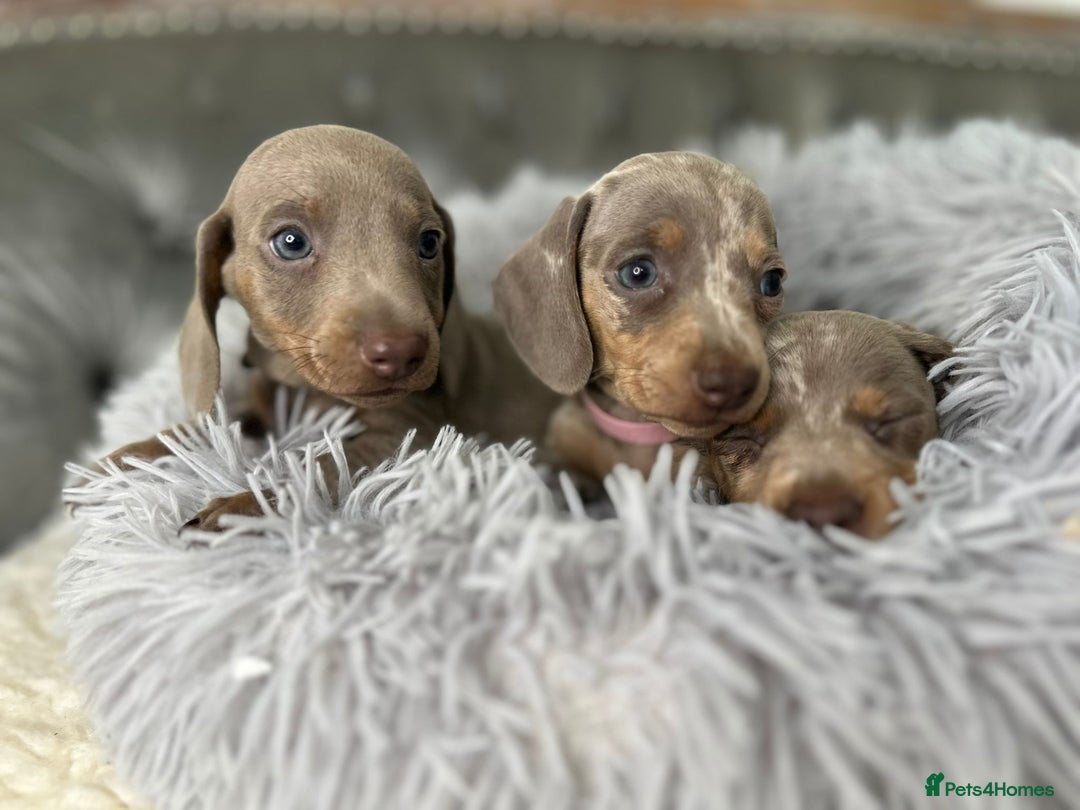 Miniature Dachshund dogs for sale: Miniature Dachshund Puppies ONE LEFT - Image 23