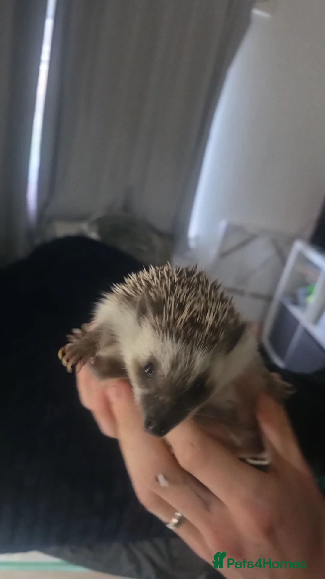 Pygmy Hedgehog rodents for sale: Stella the hedgehog  in Chesterfield - Advert 2