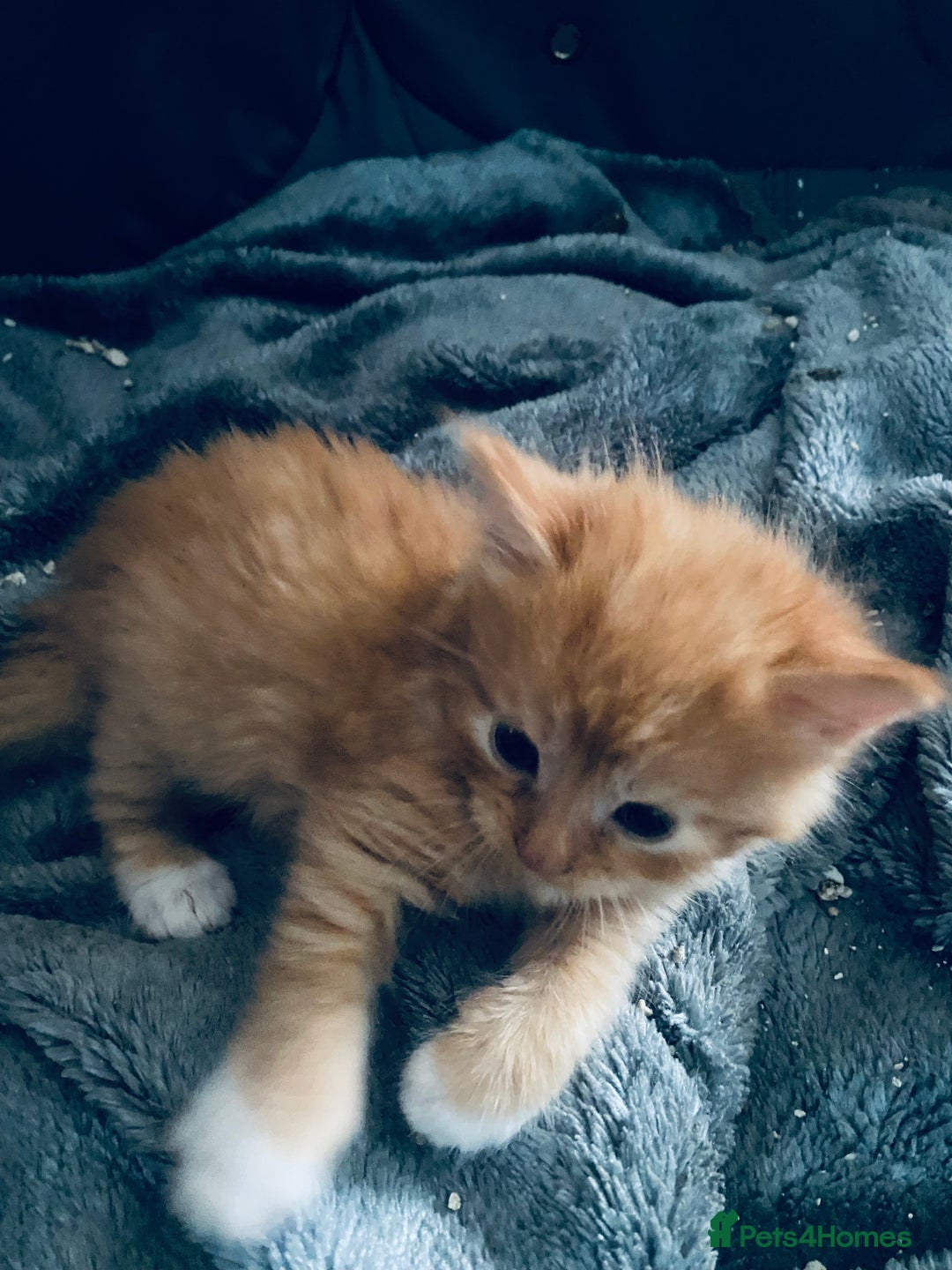 Mixed Breed cats for sale: Fluffy ginger & short fur calico 🐱🤩 - Image 28