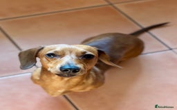 Miniature Dachshund dogs for stud: RODNEY for stud  - Image 5