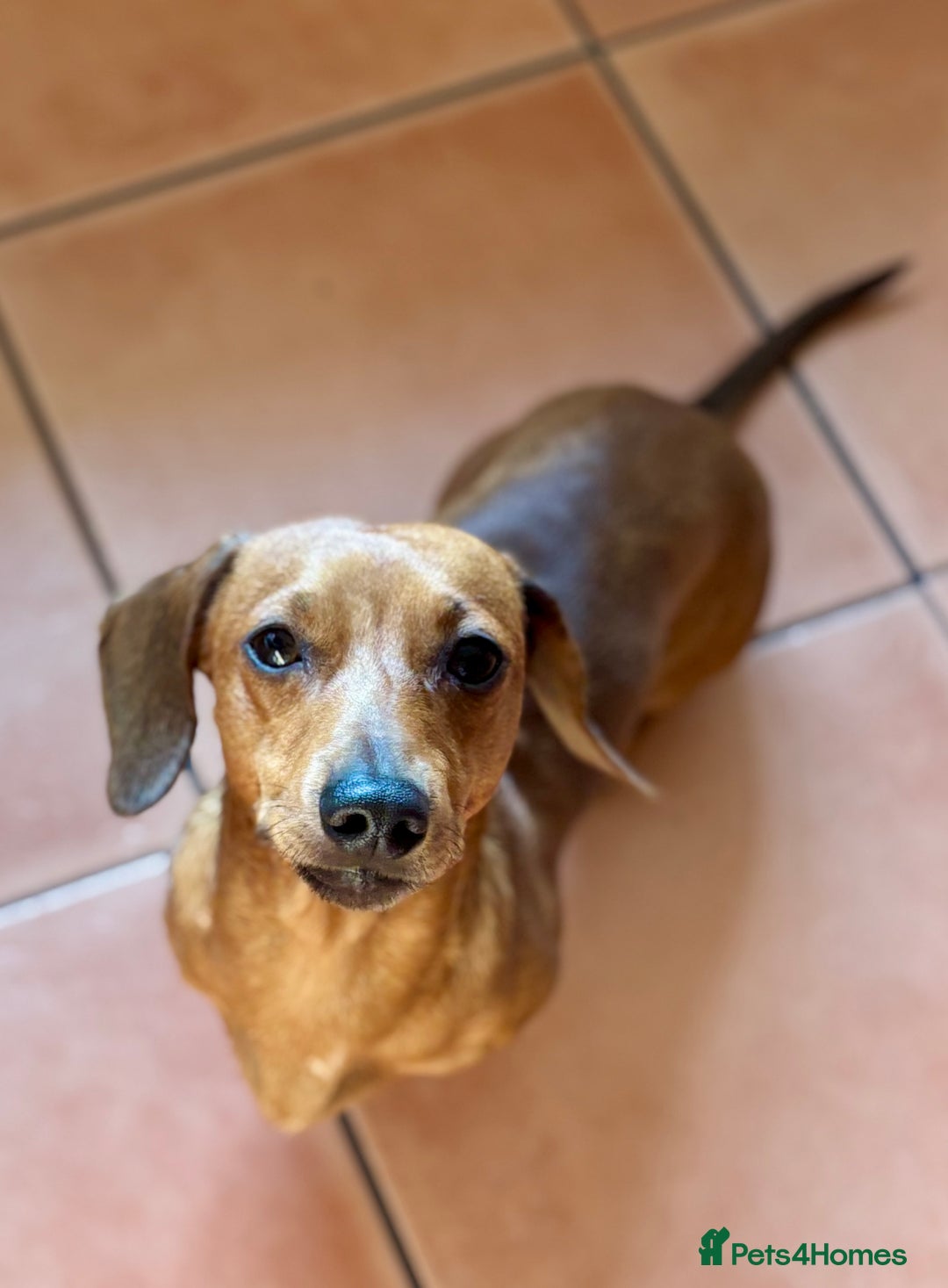 Miniature Dachshund dogs for stud: RODNEY for stud  - Image 5