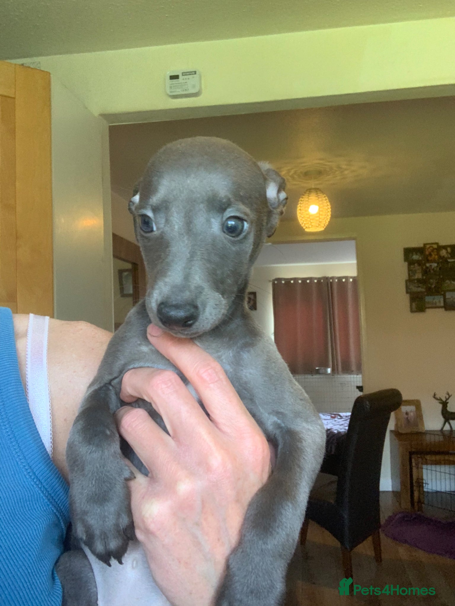 Whippet dogs Blue Kennel Club Registered Whippet pups - Advert 1