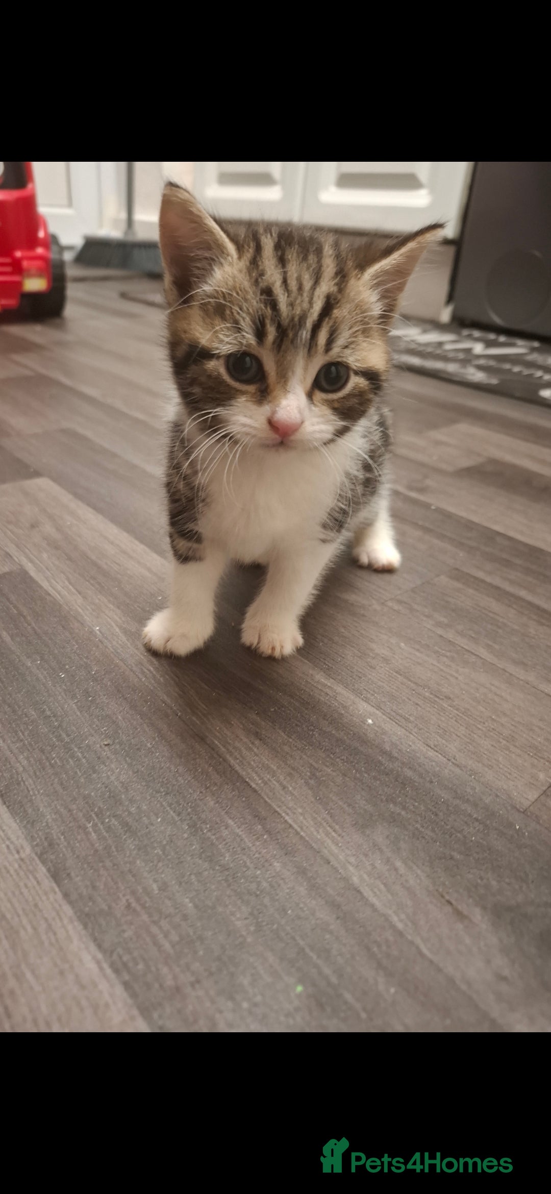 British Shorthair cats for sale: Male kitten  - Advert 1