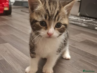 British Shorthair cats Male kitten - Advert 1