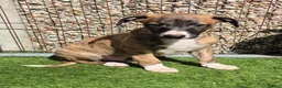 Whippet dogs for sale: ready to leave 2 kc registered whippet pups - Advert 3