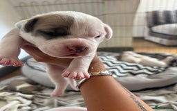 American Bulldog dogs for sale: American bulldogs - Image 12