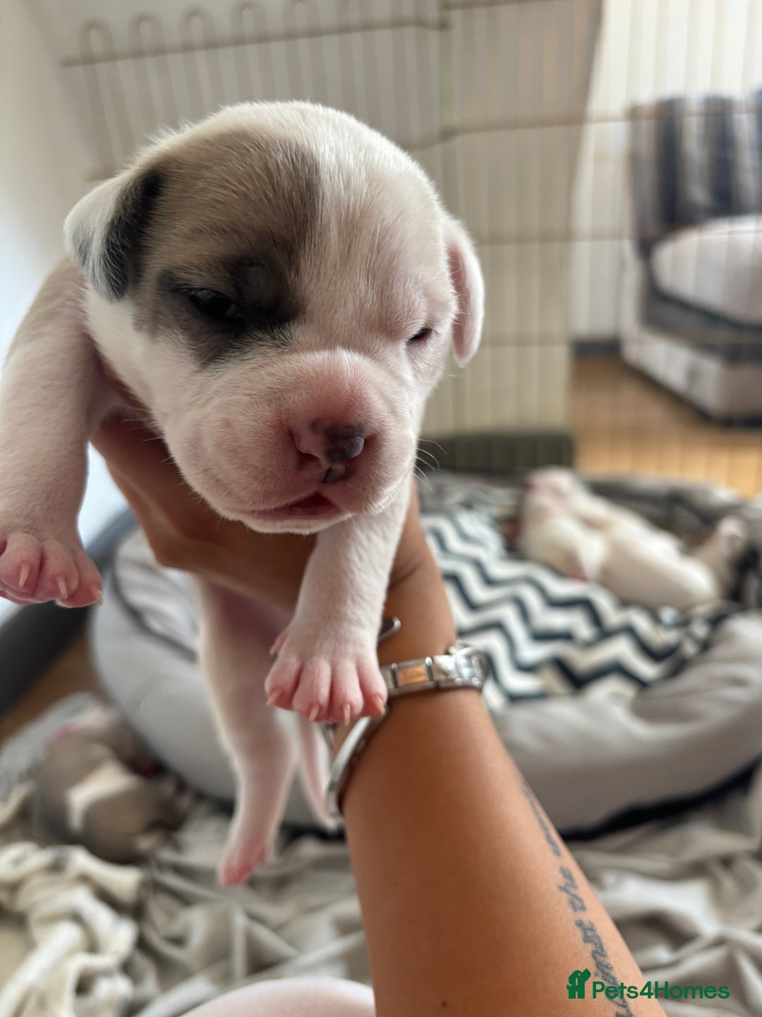 American Bulldog dogs for sale: American bulldogs - Image 12