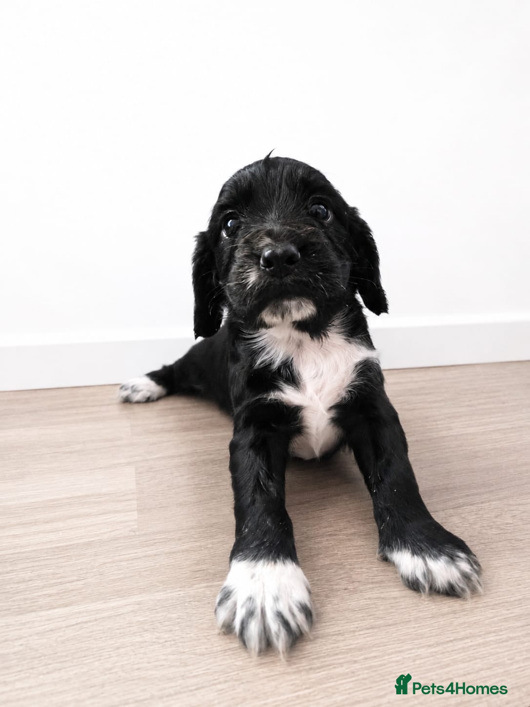 Cocker Spaniel dogs Working cocker spaniel puppies (1 girl left) - Advert 2