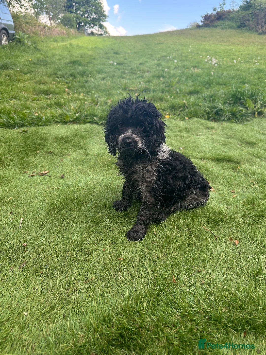 Cockapoo dogs for sale: Fully Vaccinated Merle cockapoos  - Advert 2
