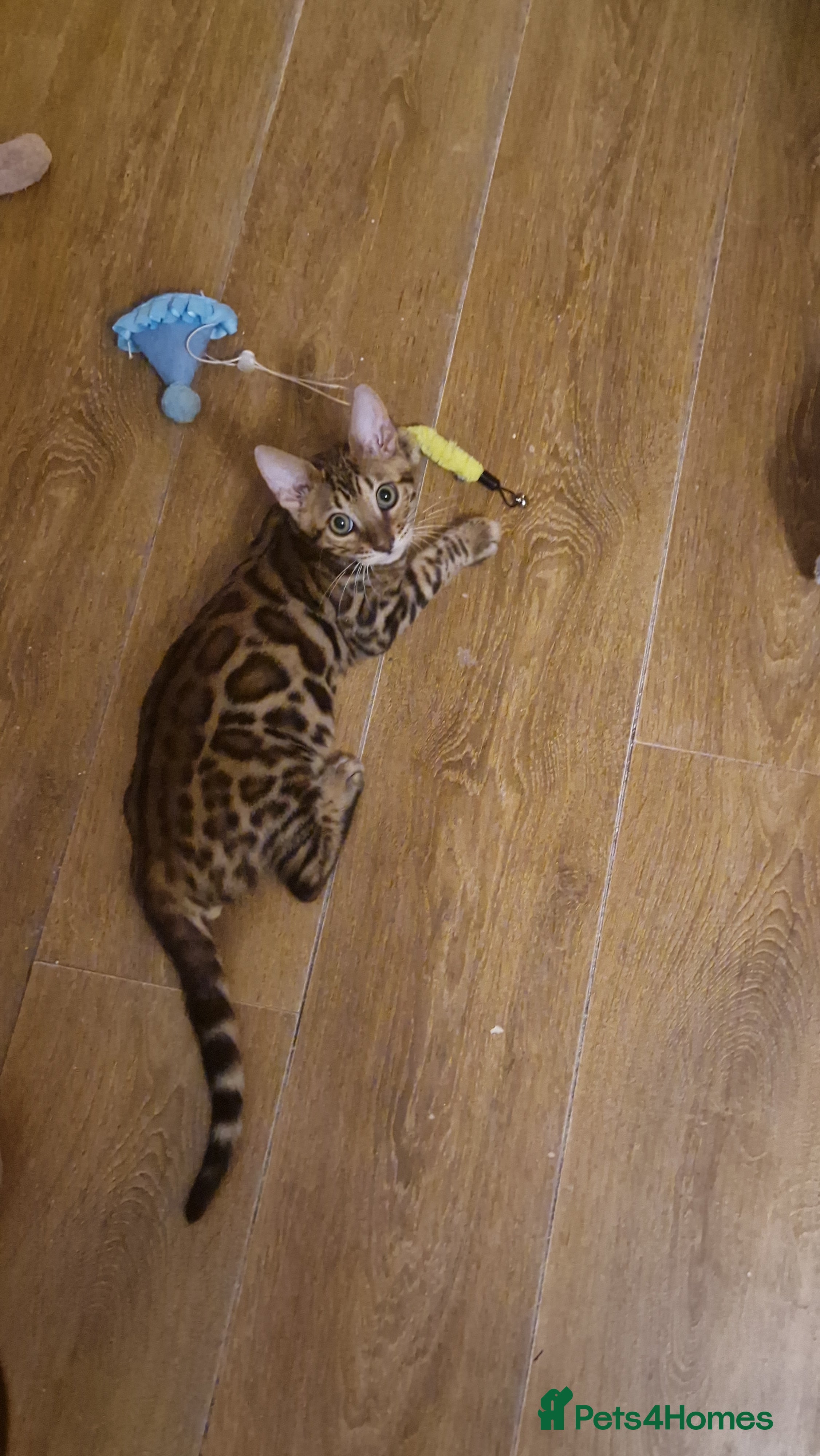 Bengal cats Beutifull kittens❤️ - Advert 3