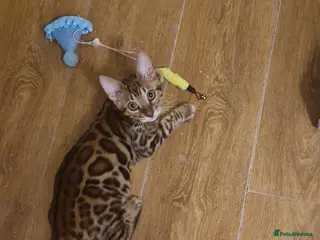 Bengal cats Beutifull kittens❤️ - Advert 4