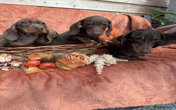 Miniature Dachshund dogs for sale: Miniature dachshund puppies  - Image 16