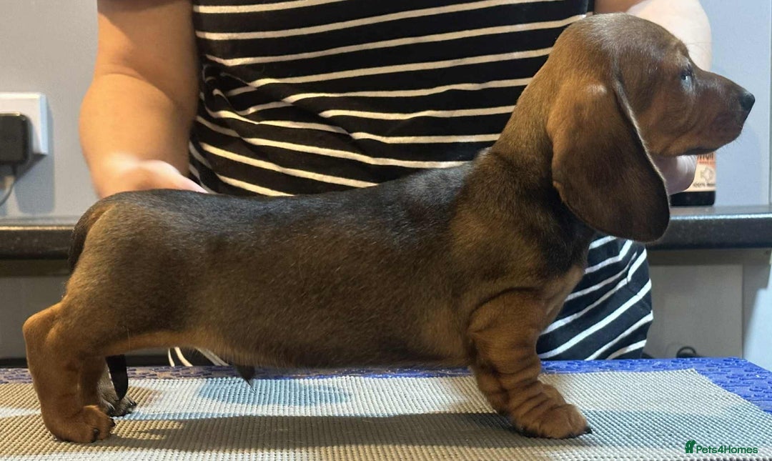 Miniature Dachshund dogs for sale: KC Reg Miniature Smooth Dachshund   - Advert 5