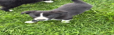 Border Collie 3