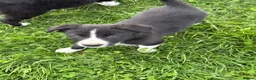 Border Collie dogs for sale: Border collie puppies - Advert 4