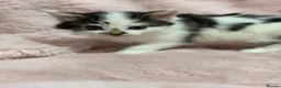Mixed Breed cats for sale: 4 Beautiful kittens for sale  in Bracknell - Advert 11